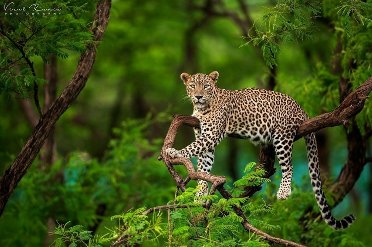 Wildlife